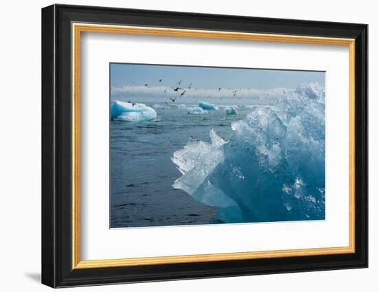 Atlantic Coast with Iceberg Remains at the Jškulsarlon-Catharina Lux-Framed Photographic Print