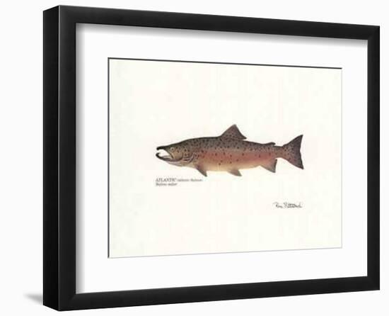 Atlantic Fish-Ron Pittard-Framed Art Print