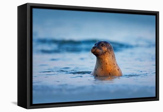 Atlantic Grey Seal, Halichoerus Grypus, Portrait in the Dark Blue Water Wit Morning Sun, Animal Swi-Ondrej Prosicky-Framed Premier Image Canvas