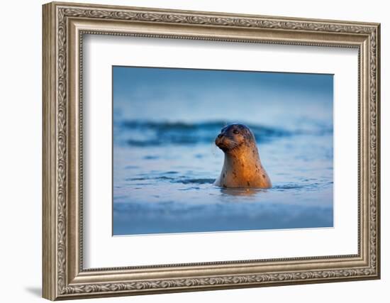 Atlantic Grey Seal, Halichoerus Grypus, Portrait in the Dark Blue Water Wit Morning Sun, Animal Swi-Ondrej Prosicky-Framed Photographic Print