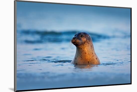 Atlantic Grey Seal, Halichoerus Grypus, Portrait in the Dark Blue Water Wit Morning Sun, Animal Swi-Ondrej Prosicky-Mounted Photographic Print