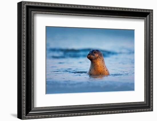 Atlantic Grey Seal, Halichoerus Grypus, Portrait in the Dark Blue Water Wit Morning Sun, Animal Swi-Ondrej Prosicky-Framed Photographic Print