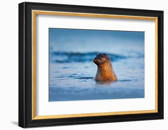 Atlantic Grey Seal, Halichoerus Grypus, Portrait in the Dark Blue Water Wit Morning Sun, Animal Swi-Ondrej Prosicky-Framed Photographic Print