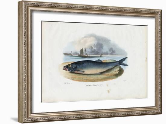 Atlantic Herring, 1863-79-Raimundo Petraroja-Framed Giclee Print