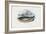 Atlantic Herring, 1863-79-Raimundo Petraroja-Framed Giclee Print