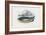 Atlantic Herring, 1863-79-Raimundo Petraroja-Framed Giclee Print