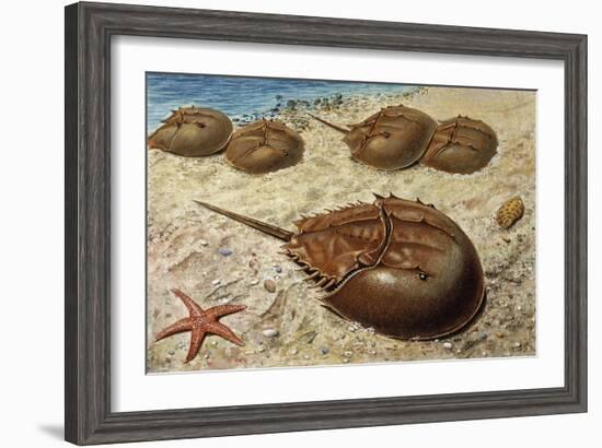 Atlantic Horseshoe Crab (Limulus Polyphemus), Limulidae-null-Framed Giclee Print