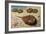 Atlantic Horseshoe Crab (Limulus Polyphemus), Limulidae-null-Framed Giclee Print