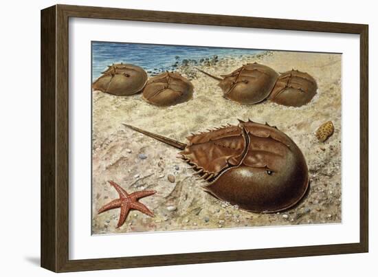 Atlantic Horseshoe Crab (Limulus Polyphemus), Limulidae-null-Framed Giclee Print
