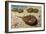 Atlantic Horseshoe Crab (Limulus Polyphemus), Limulidae-null-Framed Giclee Print