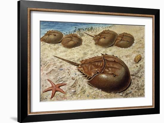 Atlantic Horseshoe Crab (Limulus Polyphemus), Limulidae-null-Framed Giclee Print