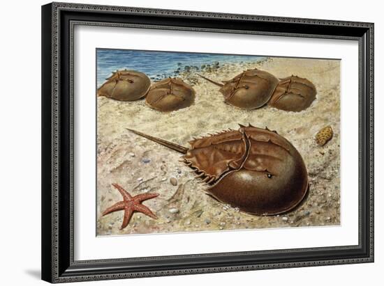 Atlantic Horseshoe Crab (Limulus Polyphemus), Limulidae-null-Framed Giclee Print