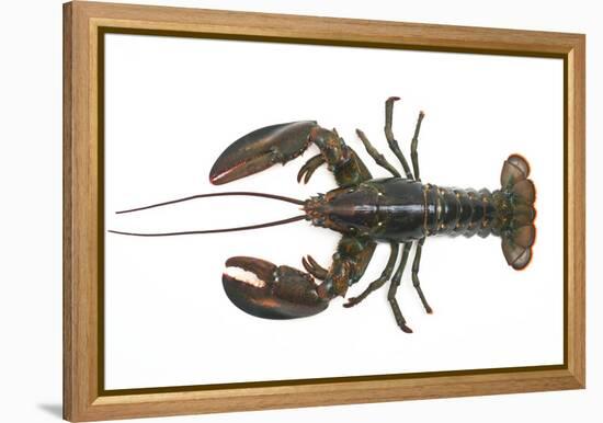 Atlantic Lobster-David Nunuk-Framed Premier Image Canvas