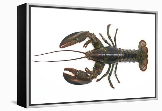 Atlantic Lobster-David Nunuk-Framed Premier Image Canvas