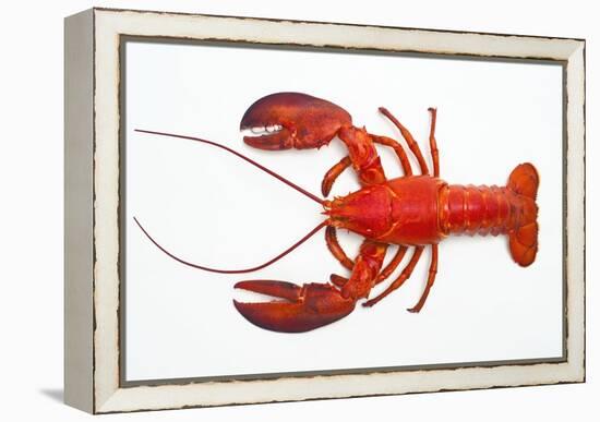 Atlantic Lobster-David Nunuk-Framed Premier Image Canvas