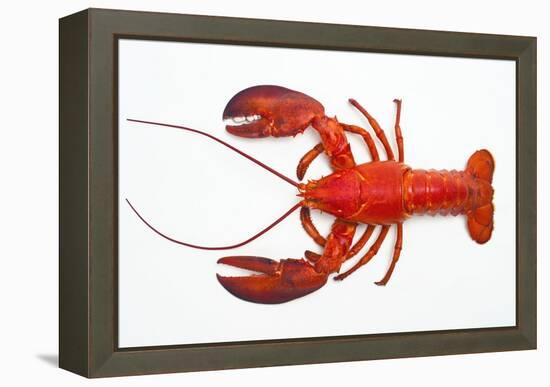 Atlantic Lobster-David Nunuk-Framed Premier Image Canvas