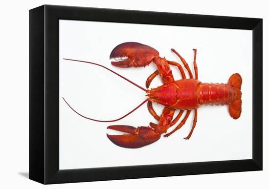 Atlantic Lobster-David Nunuk-Framed Premier Image Canvas