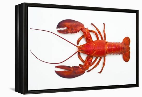 Atlantic Lobster-David Nunuk-Framed Premier Image Canvas