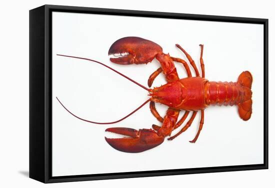 Atlantic Lobster-David Nunuk-Framed Premier Image Canvas