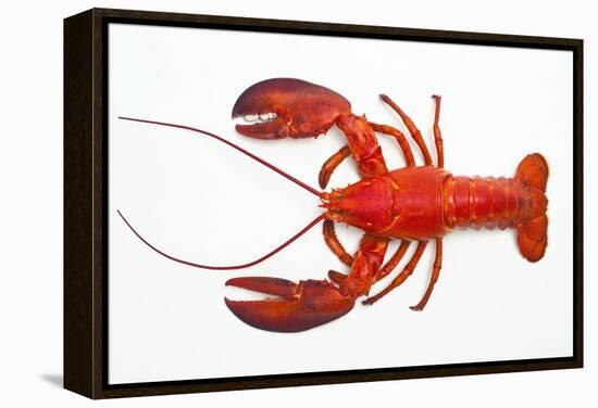 Atlantic Lobster-David Nunuk-Framed Premier Image Canvas