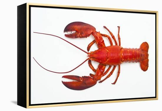 Atlantic Lobster-David Nunuk-Framed Premier Image Canvas