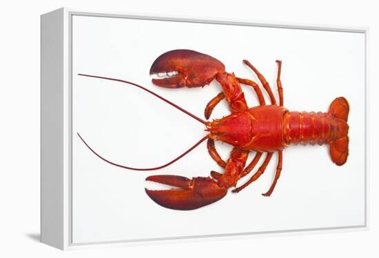 Atlantic Lobster-David Nunuk-Framed Premier Image Canvas