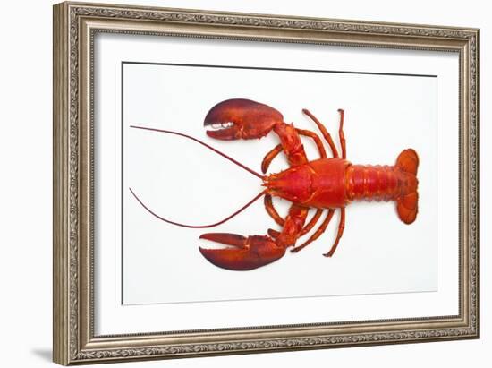 Atlantic Lobster-David Nunuk-Framed Photographic Print