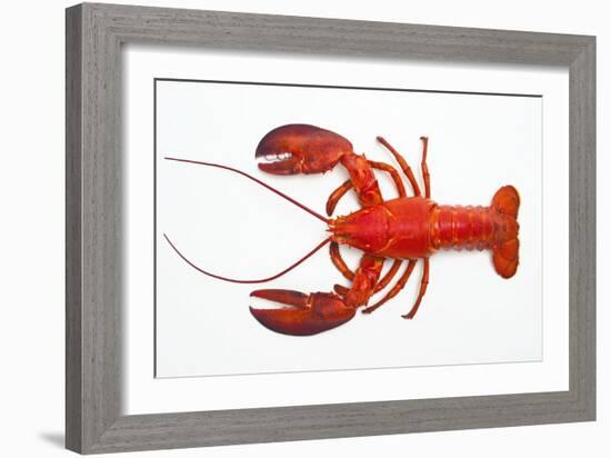 Atlantic Lobster-David Nunuk-Framed Photographic Print