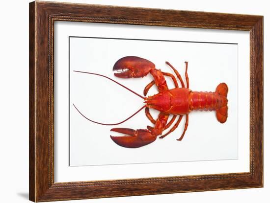 Atlantic Lobster-David Nunuk-Framed Photographic Print