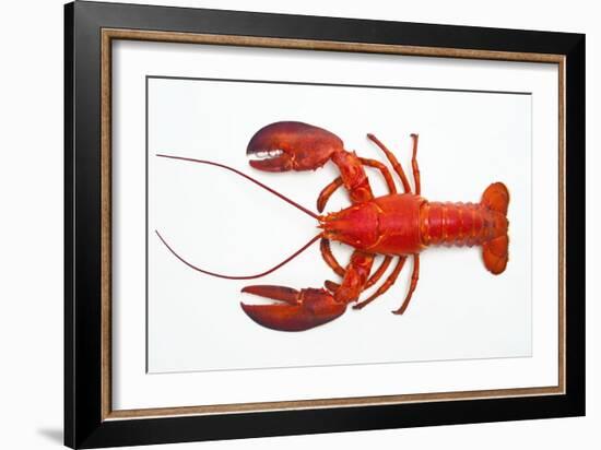 Atlantic Lobster-David Nunuk-Framed Photographic Print