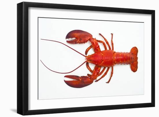 Atlantic Lobster-David Nunuk-Framed Photographic Print