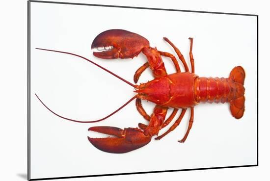 Atlantic Lobster-David Nunuk-Mounted Photographic Print