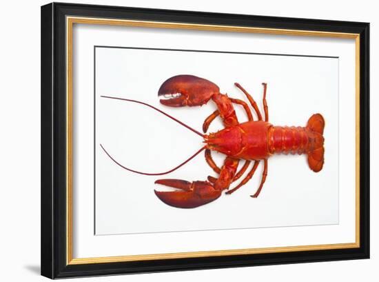 Atlantic Lobster-David Nunuk-Framed Photographic Print