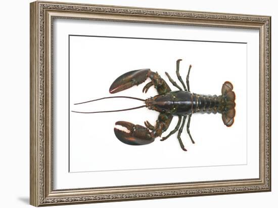 Atlantic Lobster-David Nunuk-Framed Photographic Print