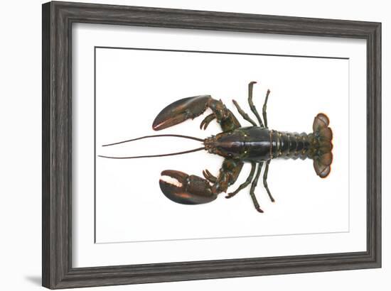 Atlantic Lobster-David Nunuk-Framed Photographic Print