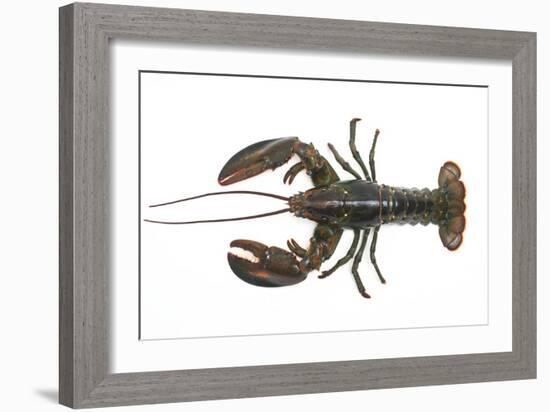 Atlantic Lobster-David Nunuk-Framed Photographic Print