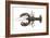 Atlantic Lobster-David Nunuk-Framed Photographic Print