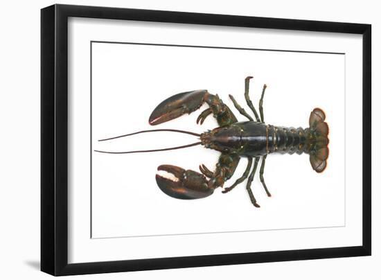 Atlantic Lobster-David Nunuk-Framed Photographic Print