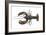 Atlantic Lobster-David Nunuk-Framed Photographic Print