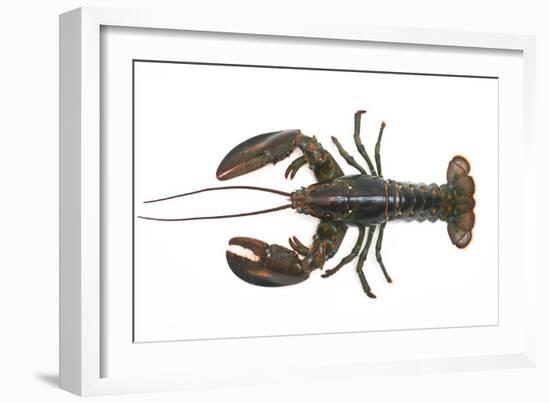 Atlantic Lobster-David Nunuk-Framed Photographic Print