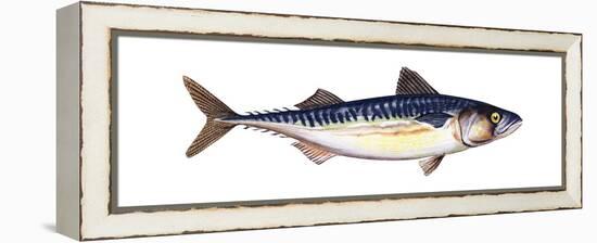 Atlantic Mackerel (Scomber Scombrus), Fishes-Encyclopaedia Britannica-Framed Stretched Canvas