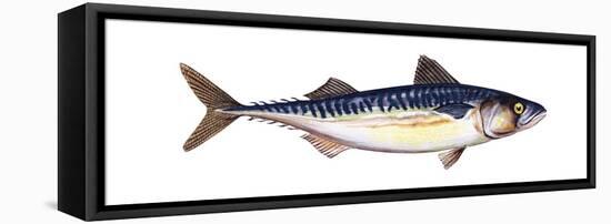 Atlantic Mackerel (Scomber Scombrus), Fishes-Encyclopaedia Britannica-Framed Stretched Canvas