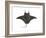 Atlantic Manta (Manta Birostris), Fishes-Encyclopaedia Britannica-Framed Art Print