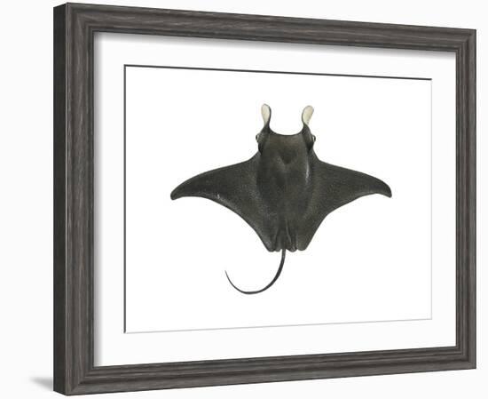 Atlantic Manta (Manta Birostris), Fishes-Encyclopaedia Britannica-Framed Art Print