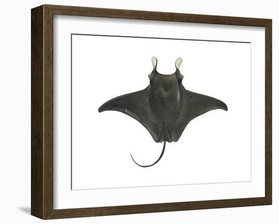 Atlantic Manta (Manta Birostris), Fishes-Encyclopaedia Britannica-Framed Art Print