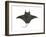 Atlantic Manta (Manta Birostris), Fishes-Encyclopaedia Britannica-Framed Art Print