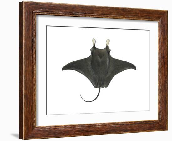 Atlantic Manta (Manta Birostris), Fishes-Encyclopaedia Britannica-Framed Art Print