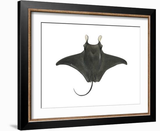 Atlantic Manta (Manta Birostris), Fishes-Encyclopaedia Britannica-Framed Art Print