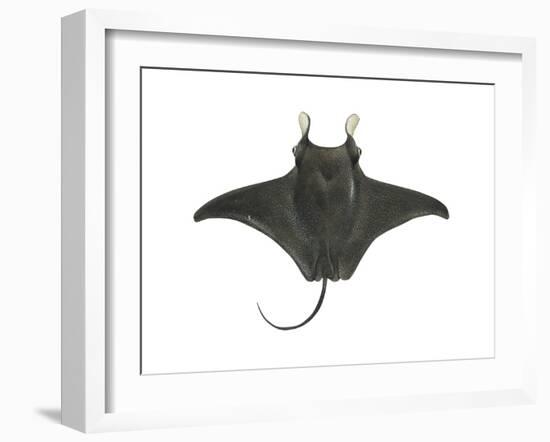 Atlantic Manta (Manta Birostris), Fishes-Encyclopaedia Britannica-Framed Art Print