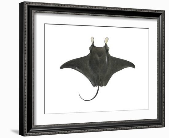 Atlantic Manta (Manta Birostris), Fishes-Encyclopaedia Britannica-Framed Art Print